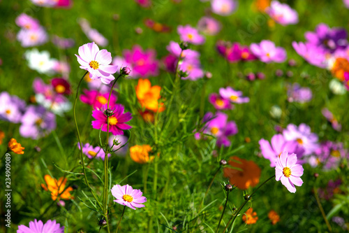 Colourful Cosmos flowers are blooming in the field when Autumn season is coming. It is very beautiful when blossom in the field.