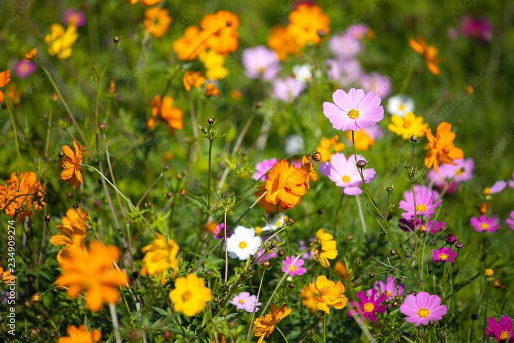 Colourful Cosmos flowers are blooming in the field when Autumn season is coming. It is very beautiful when blossom in the field. Colourful Cosmos flowers are blooming in the field when Autumn season is coming. It is very beautiful when blossom in the field.