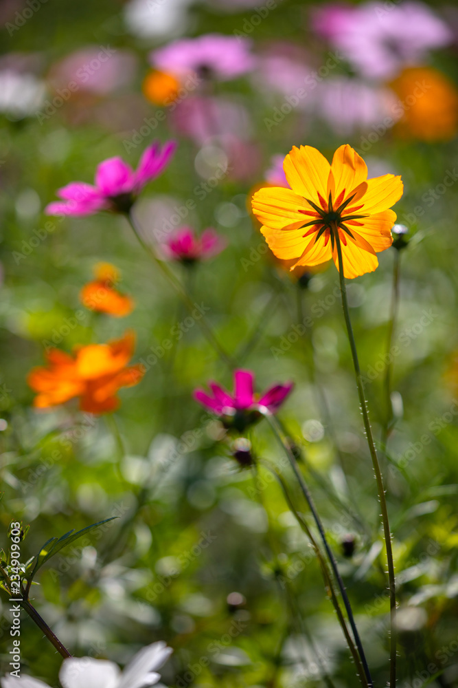 Colourful Cosmos flowers are blooming in the field when Autumn season is coming. It is very beautiful when blossom in the field. Colourful Cosmos flowers are blooming in the field when Autumn season is coming. It is very beautiful when blossom in the field.
