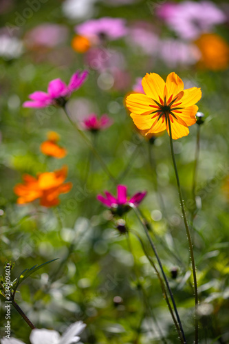 Colourful Cosmos flowers are blooming in the field when Autumn season is coming. It is very beautiful when blossom in the field.