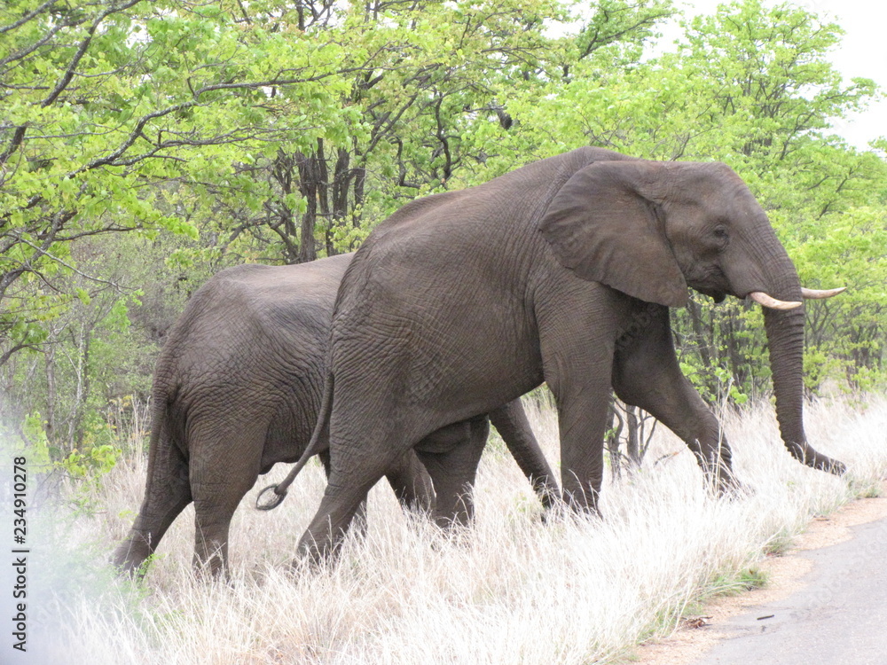 Afrika Tiere Natur