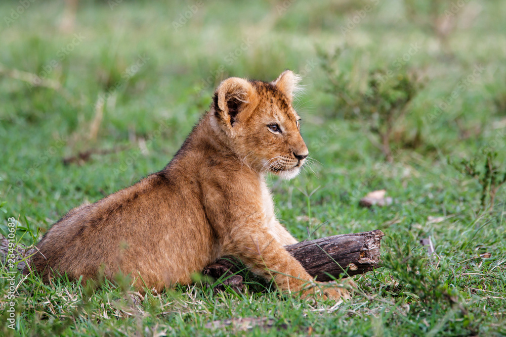 Lion cub in the Masai Mara National Park in Kenya