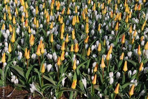 Tulip Kaufmannia Giuseppe Verdi and crocus Jeanne D’Arc grown in the park. Spring time in Netherlands.   photo