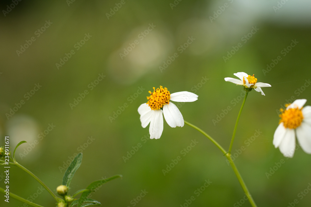 Wild daisy on green natural background Wild daisy on green natural background