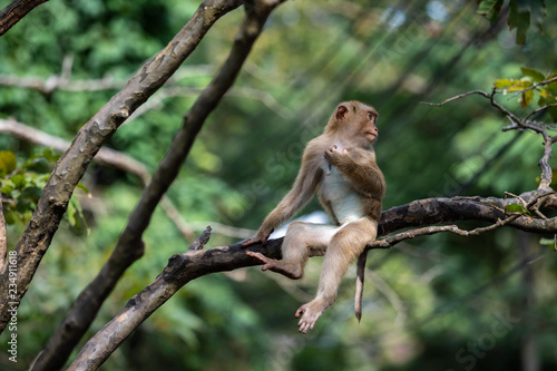 A cute Monkey on the tree ,Monkey Climbing Tree.