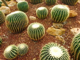 golden barrel cactus plant desert wallpaper