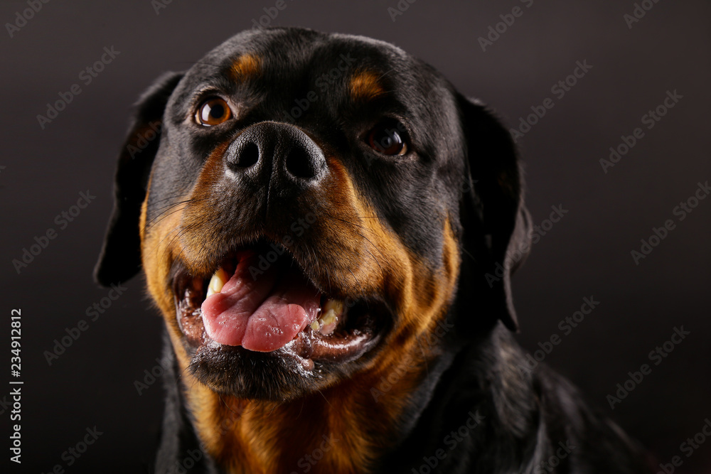 Beautiful dog Rottweiler on a black background close-up Beautiful dog Rottweiler on a black background close-up