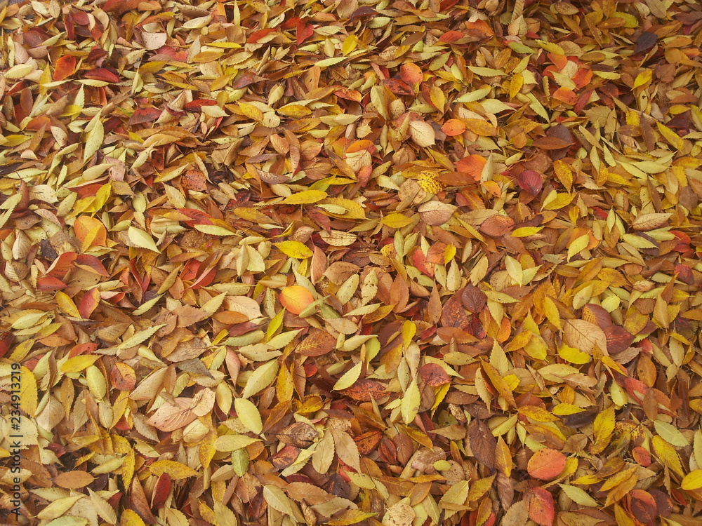 Colorful autumn leaves, yellow, orange, brown leaves on ground in Autumn season (For background and text)