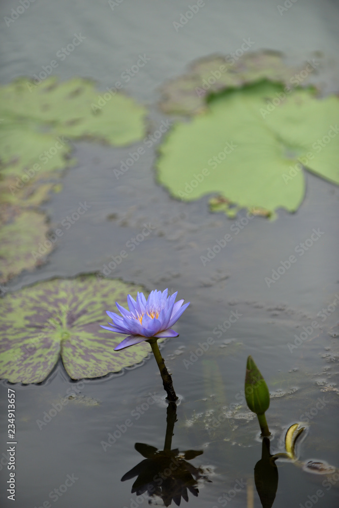 Beautiful lotus in a reflection pond with peaceful and enlighten with Buddhism atmosphere and spiritual. Beautiful lotus in a reflection pond with peaceful and enlighten with Buddhism atmosphere and spiritual.