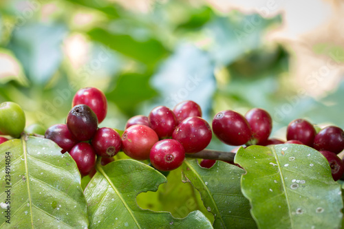 Arabica Coffee berry ripening on a tree