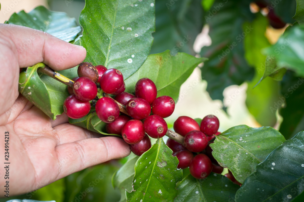 Farmer hand is havesting Arabrica Coffee berry ripening on plant in organic farm