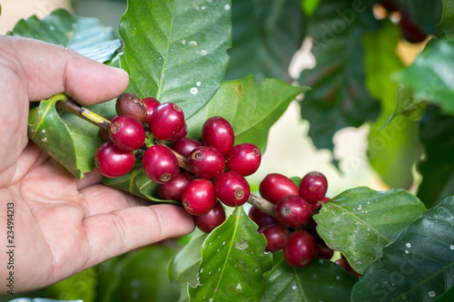 Farmer hand is havesting Arabrica Coffee berry ripening on plant in organic farm