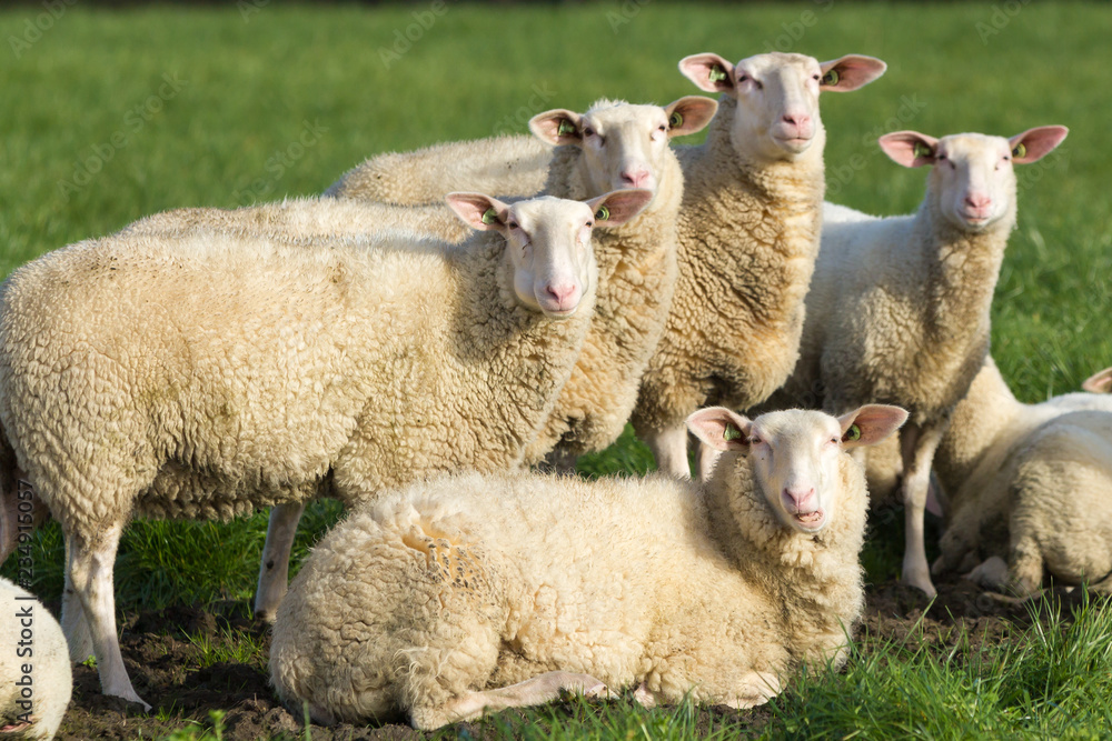 Obraz premium farm stock sheep looking alert at camera