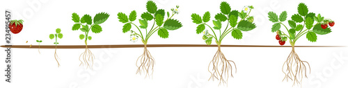 Life cycle of strawberry. Plant growth stage from seed to strawberry plant with berries