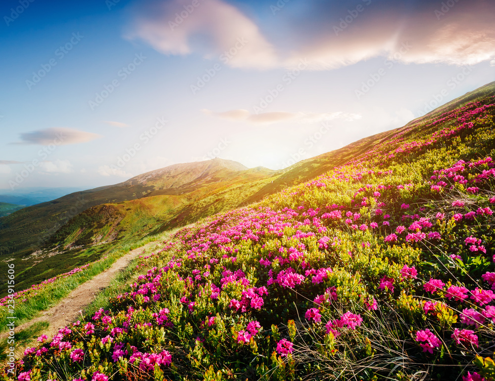 Captivating scene of the alpine valley in sunlight. Location place Carpathian Ukraine, Europe.