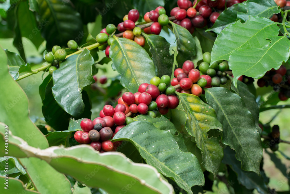 Arabica Coffee berry ripening on a tree Arabica Coffee berry ripening on a tree