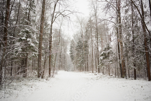 snow-covered road in winter park. mixed forest