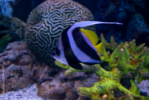 Beautiful fish in the aquarium on decoration of aquatic plants background. Bright red striped fish in corals underwater sea.