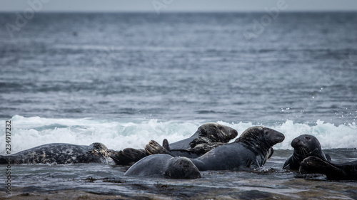 Grey Seals In The Surf Off The Farne Islands © johnp33