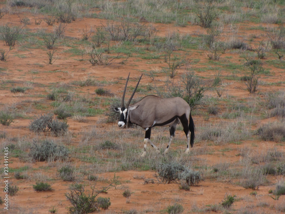 Fototapeta premium Wildtiere Afrika Natur