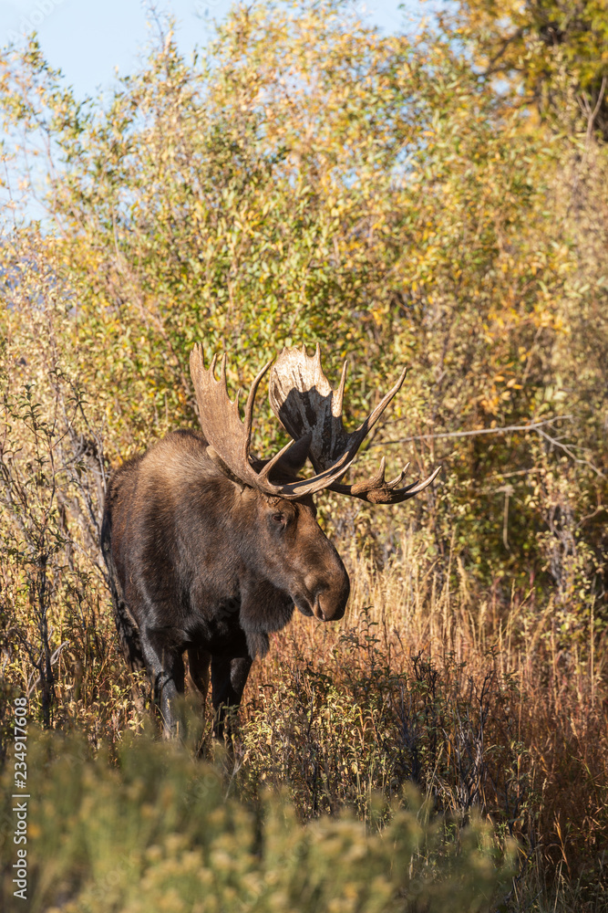 Shiras Moose Bull During the Fall Rut Shiras Moose Bull During the Fall Rut