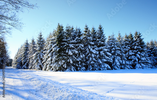 Wallpaper Mural Winter landscape with snow covered fir trees and blue sky. Torontodigital.ca