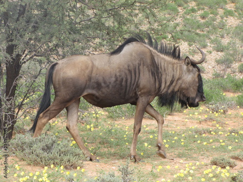 Wildtiere Afrika Natur