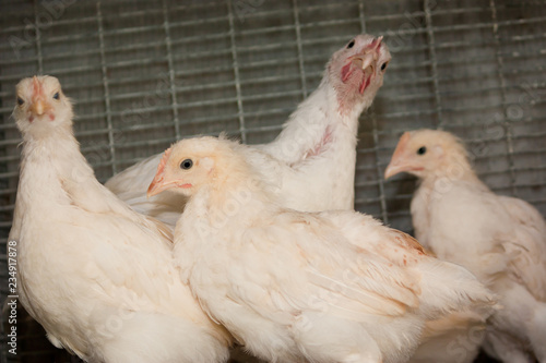 Broiler chickens in a cage at the poultry farm. Industrial production of white meat