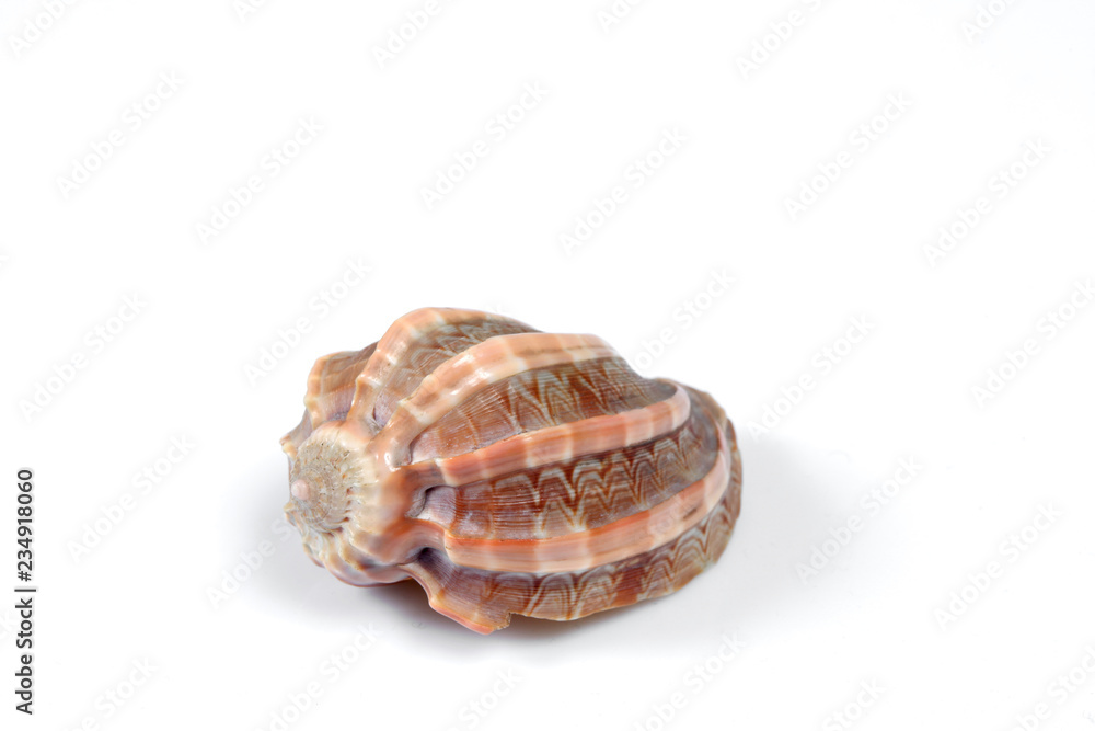sea shell isolated on white background with copy space for your text sea shell isolated on white background with copy space for your text