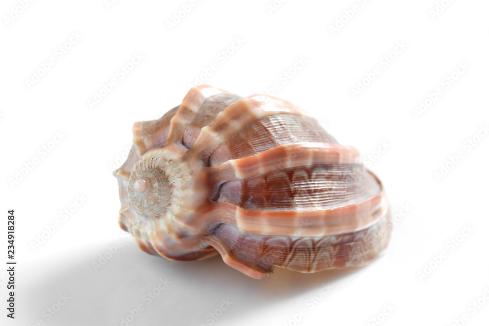 sea shell isolated on white background with copy space for your text sea shell isolated on white background with copy space for your text