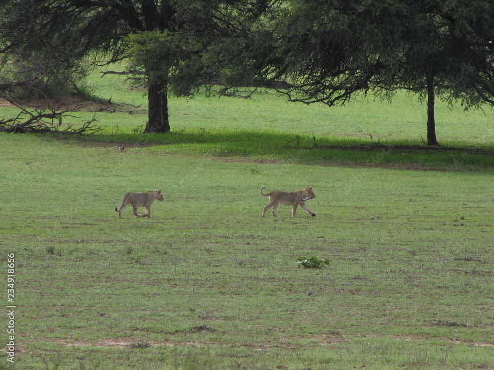 Wildtiere Afrika Natur Wildtiere Afrika Natur
