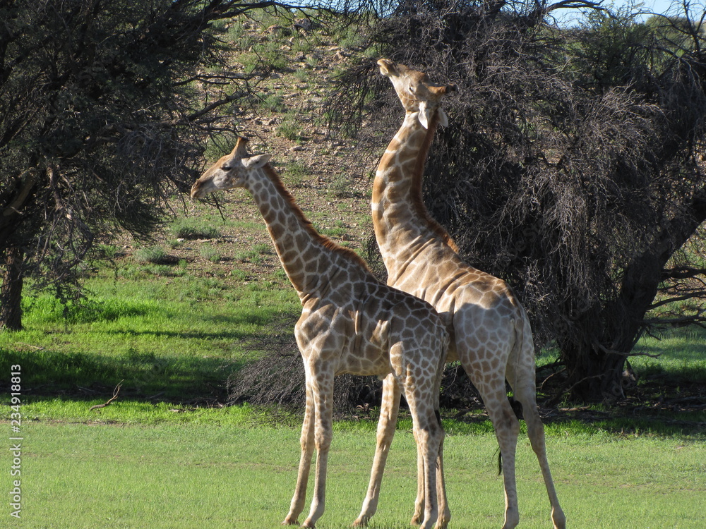 Naklejka premium Wildtiere Afrika Natur