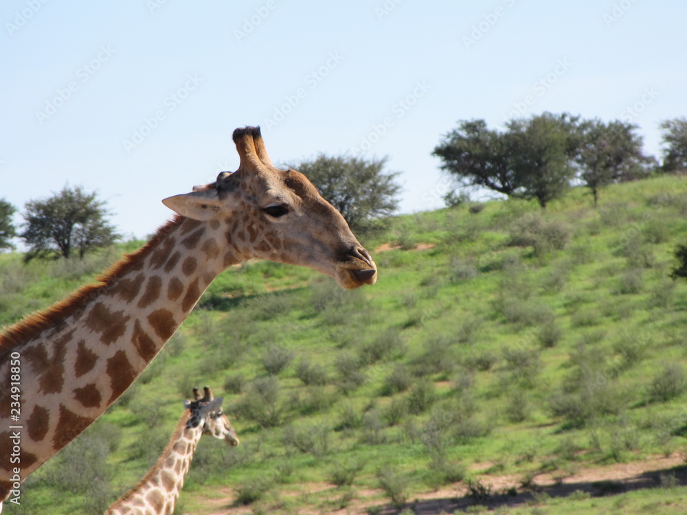 Fototapeta premium Wildtiere Afrika Natur