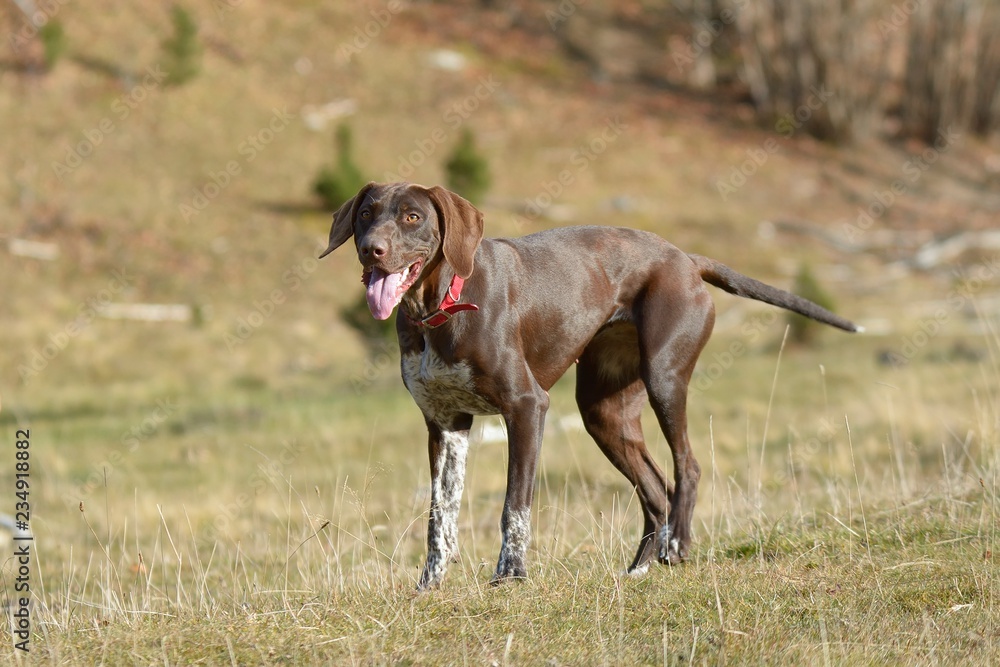 Portrait of German shorthaired pointer dog Portrait of German shorthaired pointer dog