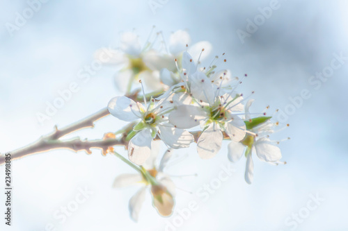 Springtime blossom.