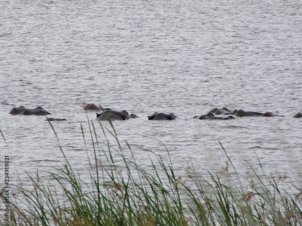 Fototapeta premium Afrika Tiere Natur
