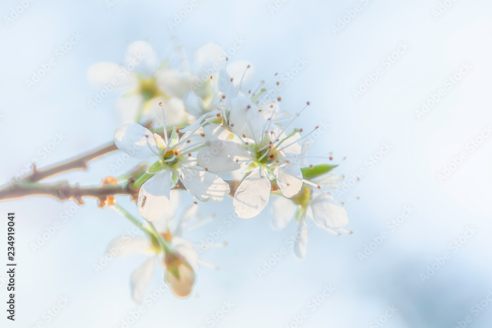 Springtime blossom.Twig with fresh, white flowers in spring.