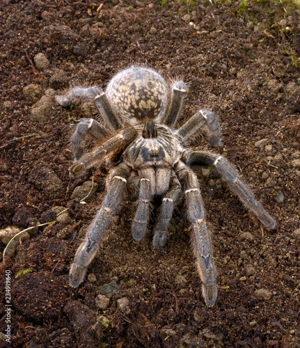 Riesenhornvoglespinne (Ceratogyrus marshalli) - horned baboon photo