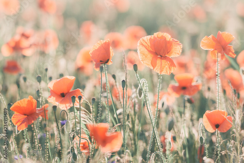 Fototapeta Naklejka Na Ścianę i Meble -  Vivid dreamy poppy field during sunset