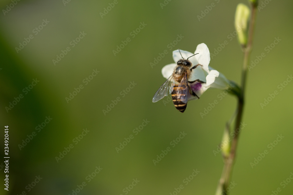 Close up of A bee with White flowers Close up of A bee with White flowers