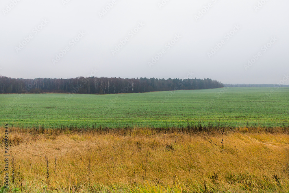 Beautiful landscape. Field with green and yellow grass and forest. Wild nature