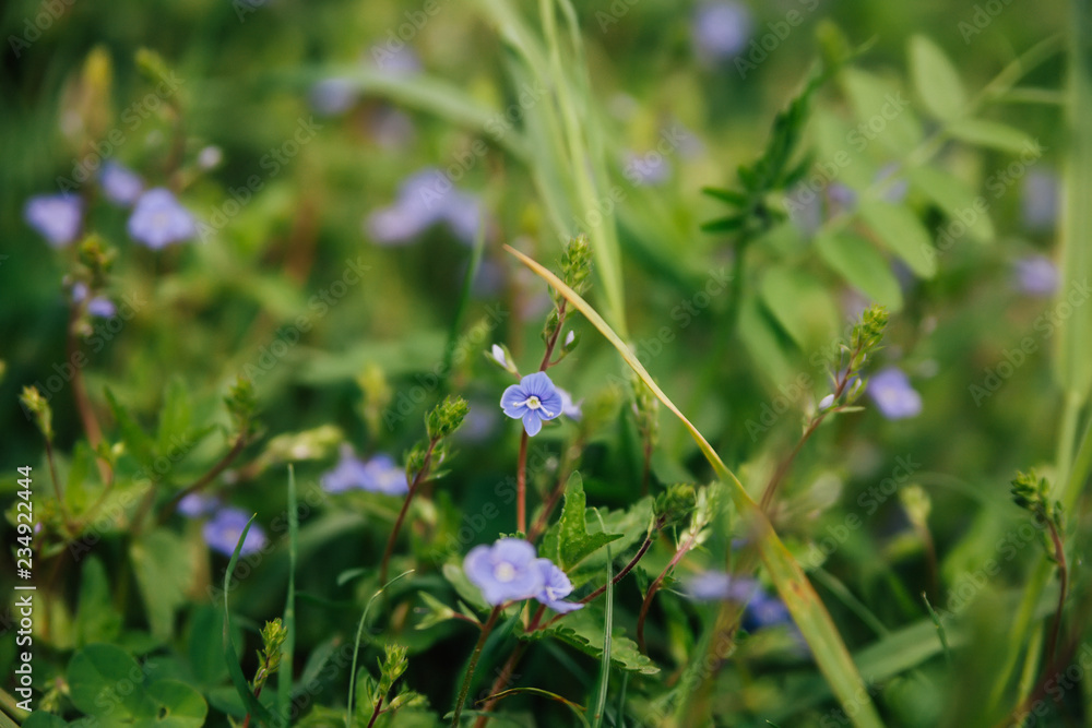 forget-me-not flowers in forest forget-me-not flowers in forest