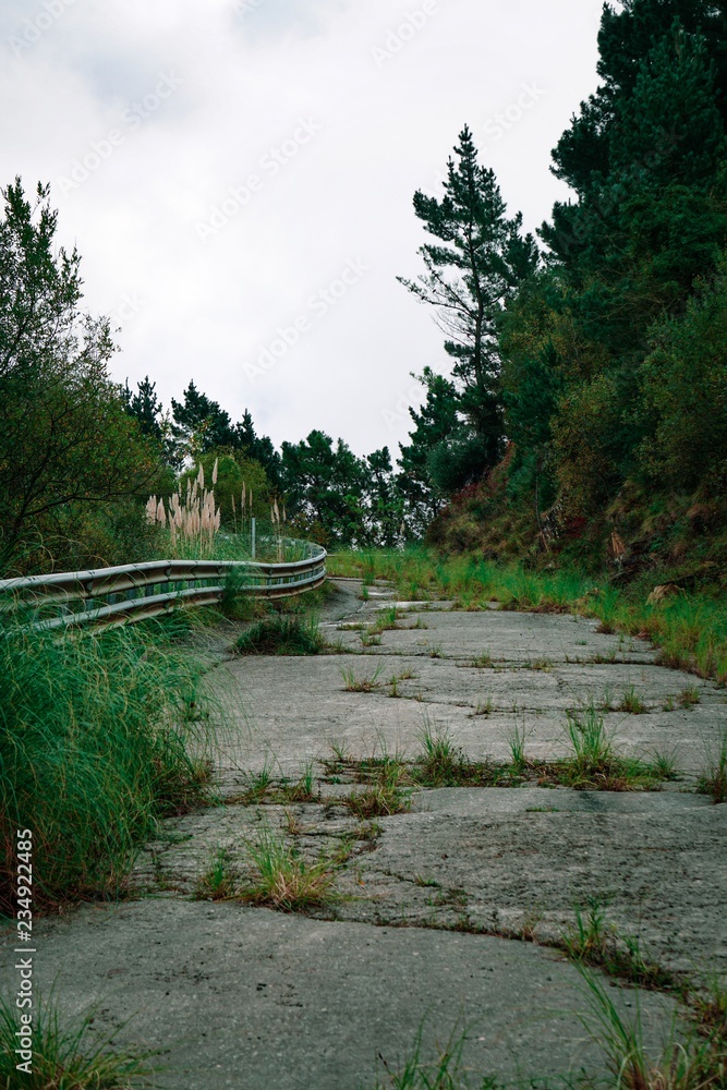 the road with trees in the mountain