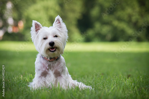 Westie terrier in the green background. Free space photo