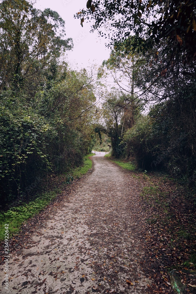 Fototapeta premium the road with trees in the mountain