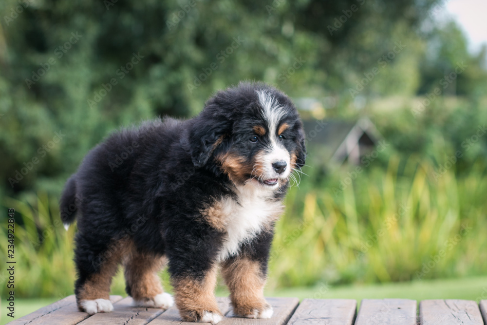 Bernese mountain dog puppy in green background.	