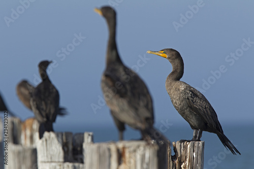 A group of double-crested cormorants (Phalacrocorax auritus) perched on wooden poles and enjoying the warmth of the sun seen from Fort Myers beach,Florida USA.