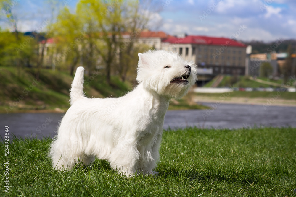 Westie terrier in the green background. Free space Westie terrier in the green background. Free space