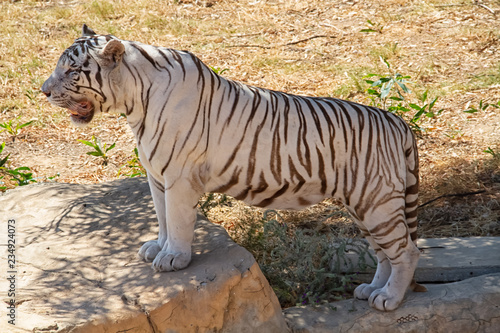 tiger in zoo