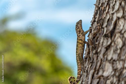 Wildlife in Cuba